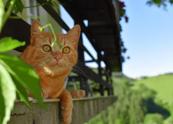 Ferienwohnung Am Sattelhof Apartamento